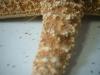 <img100*0:stuff/z/169023/Starfish/i1263430462_32.jpg>