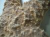 <img100*0:stuff/z/169023/Starfish/i1263430462_33.jpg>