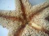 <img100*0:stuff/z/169023/Starfish/i1263430462_34.jpg>