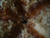 <img100*0:stuff/z/169023/Starfish/i1263430462_35.jpg>
