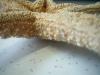 <img100*0:stuff/z/169023/Starfish/i1263430462_37.jpg>