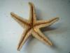 <img100*0:stuff/z/169023/Starfish/i1263430462_40.jpg>