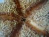 <img100*0:stuff/z/169023/Starfish/i1263430462_41.jpg>