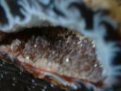 <img250*0:stuff/z/169023/Stones/i1255996078_13.jpg>