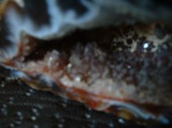 <img250*0:stuff/z/169023/Stones/i1255996078_19.jpg>