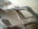 <img150*0:stuff/z/169023/Sun-bleached%2520Deadwood/i1258924164_3.jpg>
