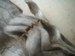 <img150*0:stuff/z/169023/Sun-bleached%2520Deadwood/i1258924164_4.jpg>