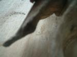 <img150*0:stuff/z/169023/Sun-bleached%2520Deadwood/i1258924165_11.jpg>
