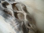 <img150*0:stuff/z/169023/Sun-bleached%2520Deadwood/i1258924165_14.jpg>