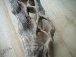 <img150*0:stuff/z/169023/Sun-bleached%2520Deadwood/i1258924165_16.jpg>