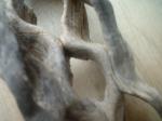 <img150*0:stuff/z/169023/Sun-bleached%2520Deadwood/i1258924165_19.jpg>