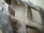<img150*0:stuff/z/169023/Sun-bleached%2520Deadwood/i1258924166_22.jpg>