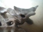 <img150*0:stuff/z/169023/Sun-bleached%2520Deadwood/i1258924166_23.jpg>