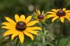<img100*0:stuff/z/169023/Sunflowers%2521/i1278952282_1.jpg>
