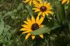 <img100*0:stuff/z/169023/Sunflowers%2521/i1278952283_10.jpg>