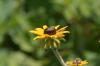 <img100*0:stuff/z/169023/Sunflowers%2521/i1278952283_11.jpg>