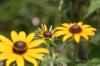 <img100*0:stuff/z/169023/Sunflowers%2521/i1278952283_12.jpg>