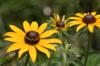 <img100*0:stuff/z/169023/Sunflowers%2521/i1278952283_2.jpg>