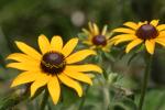 Sunflowers!