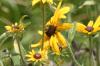 <img100*0:stuff/z/169023/Sunflowers%2521/i1278952283_3.jpg>