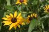 <img100*0:stuff/z/169023/Sunflowers%2521/i1278952283_4.jpg>