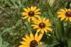 <img100*0:stuff/z/169023/Sunflowers%2521/i1278952283_5.jpg>
