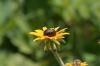 <img100*0:stuff/z/169023/Sunflowers%2521/i1278952283_6.jpg>