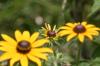 <img100*0:stuff/z/169023/Sunflowers%2521/i1278952283_7.jpg>