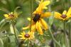 <img100*0:stuff/z/169023/Sunflowers%2521/i1278952283_8.jpg>