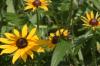 <img100*0:stuff/z/169023/Sunflowers%2521/i1278952283_9.jpg>