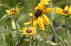 <img100*0:stuff/z/169023/Sunflowers%2521/i1278952284_13.jpg>