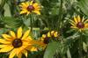<img100*0:stuff/z/169023/Sunflowers%2521/i1278952284_14.jpg>