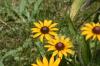 <img100*0:stuff/z/169023/Sunflowers%2521/i1278952284_15.jpg>