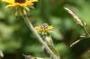<img100*0:stuff/z/169023/Sunflowers%2521/i1278952284_16.jpg>