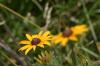 <img100*0:stuff/z/169023/Sunflowers%2521/i1278952284_17.jpg>