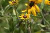 <img100*0:stuff/z/169023/Sunflowers%2521/i1278952284_18.jpg>