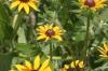 <img100*0:stuff/z/169023/Sunflowers%2521/i1278952284_19.jpg>