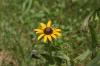 <img100*0:stuff/z/169023/Sunflowers%2521/i1278952284_20.jpg>