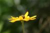 <img100*0:stuff/z/169023/Sunflowers%2521/i1278952284_21.jpg>