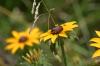 <img100*0:stuff/z/169023/Sunflowers%2521/i1278952284_22.jpg>
