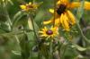 <img100*0:stuff/z/169023/Sunflowers%2521/i1278952284_23.jpg>