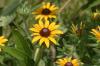 <img100*0:stuff/z/169023/Sunflowers%2521/i1278952284_24.jpg>