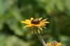 <img100*0:stuff/z/169023/Sunflowers%2521/i1278952285_25.jpg>
