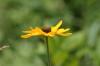 <img100*0:stuff/z/169023/Sunflowers%2521/i1278952285_26.jpg>
