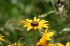 <img100*0:stuff/z/169023/Sunflowers%2521/i1278952285_27.jpg>