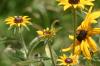 <img100*0:stuff/z/169023/Sunflowers%2521/i1278952285_28.jpg>