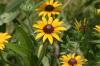 <img100*0:stuff/z/169023/Sunflowers%2521/i1278952285_29.jpg>