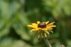 <img100*0:stuff/z/169023/Sunflowers%2521/i1278952285_30.jpg>
