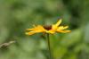 <img100*0:stuff/z/169023/Sunflowers%2521/i1278952285_31.jpg>