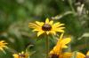 <img100*0:stuff/z/169023/Sunflowers%2521/i1278952285_32.jpg>
